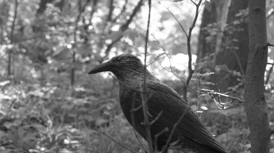 Krähe im Wald